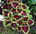 Arco Íris Flor Sortido (Coleus): 20 Sementes - Imagem 2