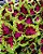 Arco Íris Flor Sortido (Coleus): 20 Sementes - Imagem 3