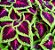 Arco Íris Flor Sortido (Coleus): 20 Sementes - Imagem 1
