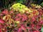 Arco Íris Flor Sortido (Coleus): 20 Sementes - Imagem 4
