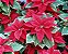 Bico-de-Papagaio Flor do Natal: 20 Sementes - Imagem 2