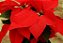 Bico-de-Papagaio Flor do Natal: 20 Sementes - Imagem 4