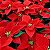 Bico-de-Papagaio Flor do Natal: 20 Sementes - Imagem 3
