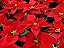 Bico-de-Papagaio Flor do Natal: 20 Sementes - Imagem 1