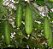 Esponja Vegetal (Bucha): 7 Sementes - Imagem 4