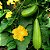 Esponja Vegetal (Bucha): 7 Sementes - Imagem 1