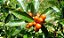 Papagaio - Aegiphila sellowiana - 10 Sementes - Imagem 2