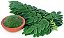 Moringa Oleifera - Moringa oleifera - 3 Sementes - Imagem 4