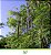 Moringa Oleifera - Moringa oleifera - 3 Sementes - Imagem 3