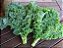 Couve Kale Arizona - 50 Sementes - Imagem 3