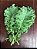 Couve Kale Arizona - 50 Sementes - Imagem 2