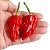 Pimenta 7 Pot Barrackpore - 10 Sementes - Raridade! - Imagem 2