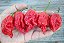 Pimenta 7 Pot Barrackpore - 10 Sementes - Raridade! - Imagem 1