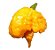 Carolina Reaper Amarela: 10 Sementes - Raridade! - Imagem 5