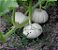 Abóbora Baby Boo Fantasminha - Cucurbita Pepo L.: 5 Sementes - Imagem 5