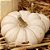 Abóbora Baby Boo Fantasminha - Cucurbita Pepo L.: 5 Sementes - Imagem 4