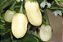 White Habanero Pimenta - 5 Sementes - Imagem 3