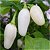 White Habanero Pimenta - 5 Sementes - Imagem 5