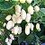 White Habanero Pimenta - 5 Sementes - Imagem 4