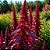 Amaranto Asteca - Amaranthus cruentus - 50 Sementes - Imagem 1
