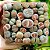 Mix Lithops Sortido - Planta Pedra - 30 Sementes - Imagem 1