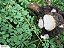 Moringa Oleifera - Moringa oleifera - 20 Sementes - Imagem 3