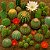 Cactos Sortidos - 20 Sementes - Cactus Mix - Imagem 1