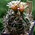 Sementes de Cactos Gymnocalycium nigriareolatum - 20 Sementes - Imagem 1