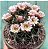Sementes de Cactos Gymnocalycium saglione - 20 Sementes - Imagem 1