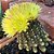 Sementes de Cactos Gymnocalycium reductum - 20 Sementes - Imagem 1
