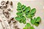 Moringa Oleifera - Moringa oleifera - 100 Sementes - Imagem 5