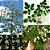 Moringa Oleifera - Moringa oleifera - 100 Sementes - Imagem 3