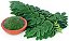 Moringa Oleifera - Moringa oleifera - 100 Sementes - Imagem 4