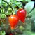 Pimenta Biquinho - Capsicum chinense - 200 Sementes - Imagem 1