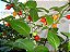 Pimenta Biquinho - Capsicum chinense - 200 Sementes - Imagem 3