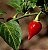 Pimenta Biquinho - Capsicum chinense - 400 Sementes - Imagem 2