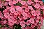 Petúnia Eagle Salmão - 50 Sementes - Imagem 3