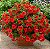 Petúnia Picobella Red - 50 Sementes - Imagem 1