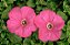 Petúnia Rosê (Blush Pink) - 50 Sementes - Imagem 1