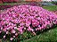 Petúnia Rosê (Blush Pink) - 50 Sementes - Imagem 3