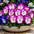 Amor Perfeito Lilás Radiance - Viola tricolor: 15 Sementes - Imagem 1