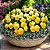 Amor Perfeito Amarelo Ultimate Beacon - Viola tricolor: 15 Sementes - Imagem 1