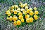 Amor Perfeito Amarelo Ultimate Beacon - Viola tricolor: 15 Sementes - Imagem 2