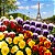 Amor Perfeito Sortido Ultimate Beacon - Viola tricolor: 15 Sementes - Imagem 1