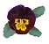 Amor Perfeito Mogno Ultimate Baron - Viola tricolor: 15 Sementes - Imagem 2