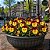 Amor Perfeito Vermelho e Amarelo Ultimate - Viola tricolor: 15 Sementes - Imagem 1