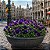 Amor Perfeito Purple Dinamite - Viola tricolor: 15 Sementes - Imagem 1
