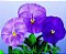 Amor Perfeito Lavanda Dinamite - Viola tricolor: 15 Sementes - Imagem 1