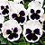 Amor Perfeito Branco Dinamite - Viola tricolor: 15 Sementes - Imagem 1