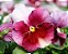 Amor Perfeito Rosê Dinamite - Viola tricolor: 15 Sementes - Imagem 2